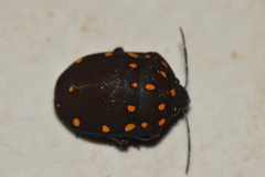 Pachycoris klugii