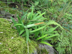 Lepisorus ussuriensis