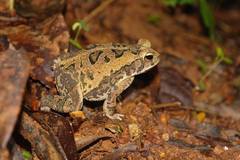 Incilius marmoreus