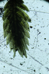 Fissidens taylorii