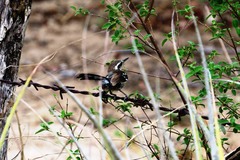 Formicivora melanogaster