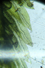 Fissidens taylorii