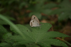Ypthima argus