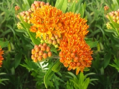 Asclepias tuberosa