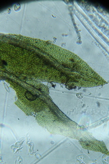Fissidens taylorii