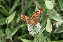 Melitaea scotosia