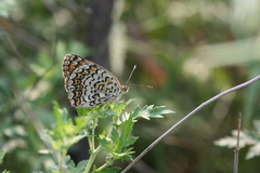 Melitaea scotosia