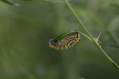Polygonia c-aureum
