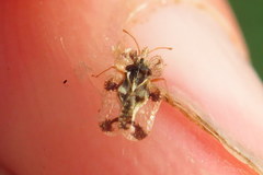 Corythucha juglandis