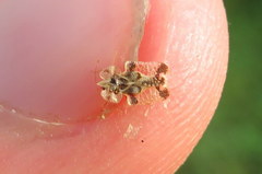 Corythucha juglandis