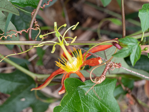 Passiflora cinnabarina (Passiflora cinnabarina)