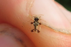 Corythucha juglandis