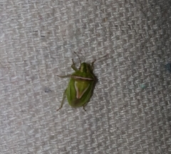 Cyptocephala elegans