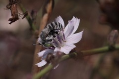 Anthophora curta