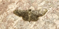 Idaea celtima