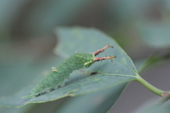 Hestina assimilis
