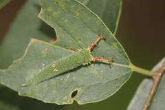 Hestina assimilis