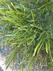 Carmichaelia williamsii