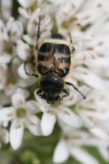 Lasiotrichius succinctus