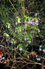 Euphrasia maximowiczii