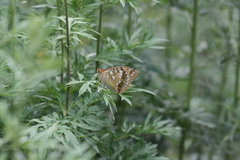 Argynnis vorax