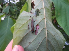 Omphalocera munroei