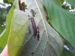 Omphalocera munroei