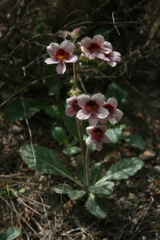 Rehmannia glutinosa