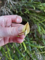 Carmichaelia williamsii