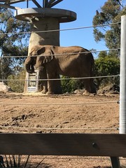 Elephantidae