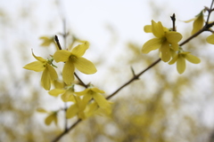 Forsythia suspensa