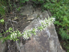 Silene macrostyla