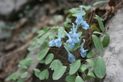 Corydalis caudata