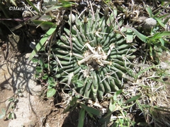 Echinofossulocactus phyllacanthus
