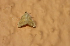 Glaphyria sesquistrialis