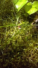 Claopodium rostratum