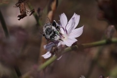 Anthophora curta