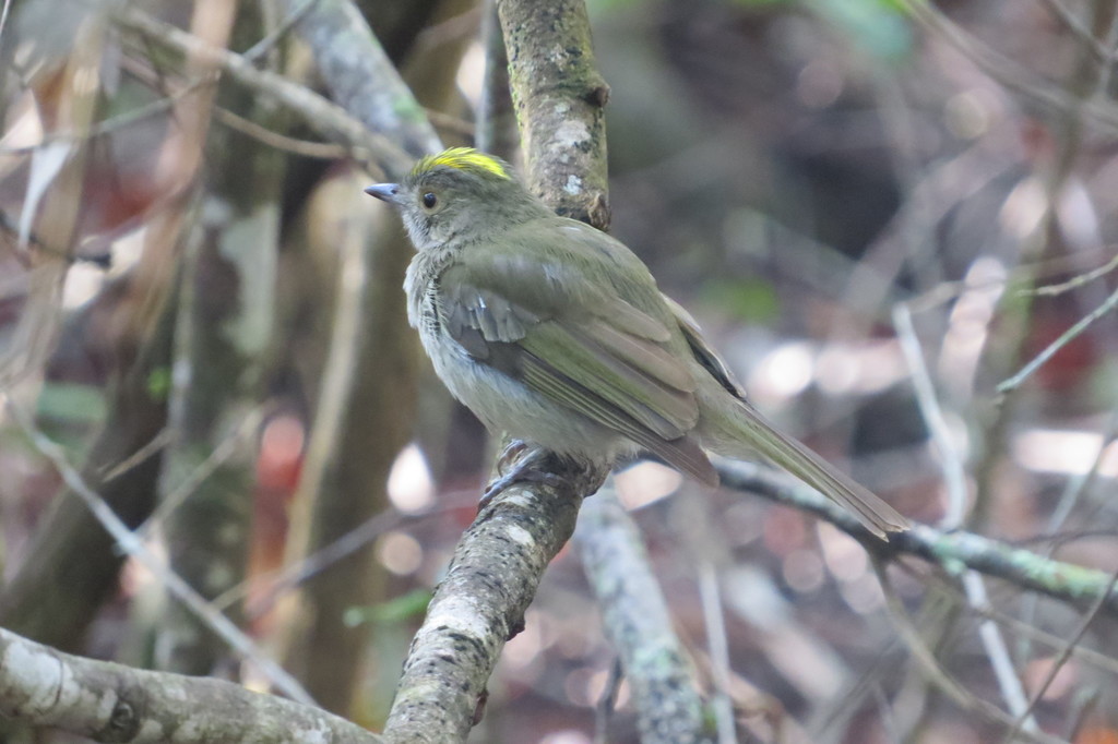 Pale-bellied Tyrant-Manakin photo
