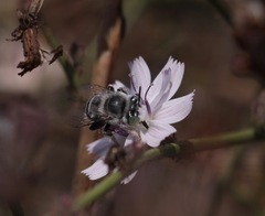 Anthophora curta