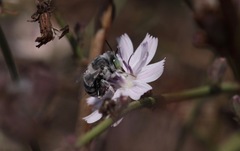 Anthophora curta