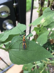 Zelus longipes