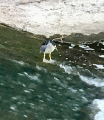 Nycticorax nycticorax