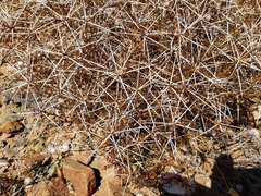 Ambrosia bryantii