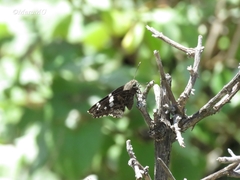 Codatractus arizonensis