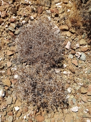 Ambrosia bryantii