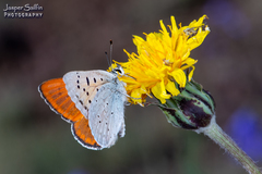 Tharsalea rubidus ferrisi