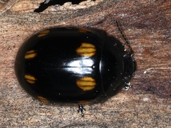 Paropsisterna octosignata