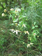 Clematis serratifolia