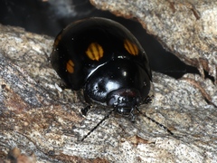 Paropsisterna octosignata