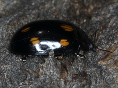Paropsisterna octosignata